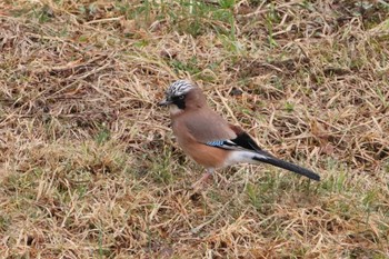 Eurasian Jay 乗鞍高原 Sun, 5/1/2022