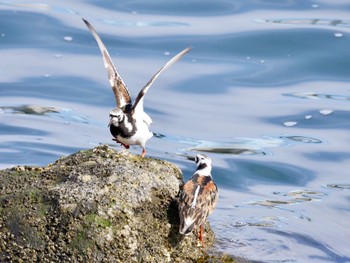 2022年5月10日(火) 東京湾の野鳥観察記録