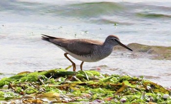 Grey-tailed Tattler 坂井海岸(常滑市) Tue, 5/10/2022