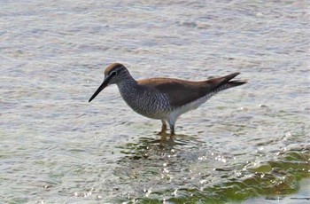 Grey-tailed Tattler 坂井海岸(常滑市) Tue, 5/10/2022