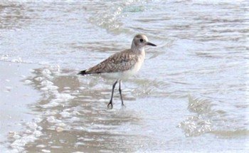 Grey Plover 坂井海岸(常滑市) Tue, 5/10/2022