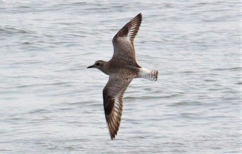 Grey Plover 坂井海岸(常滑市) Tue, 5/10/2022