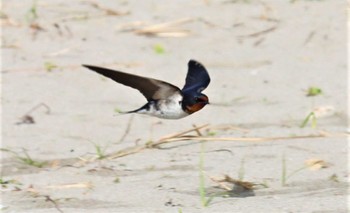 Barn Swallow 坂井海岸(常滑市) Tue, 5/10/2022