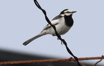 White Wagtail 坂井海岸(常滑市) Tue, 5/10/2022