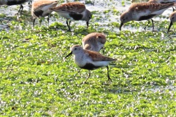 Dunlin 坂井海岸(常滑市) Tue, 5/10/2022