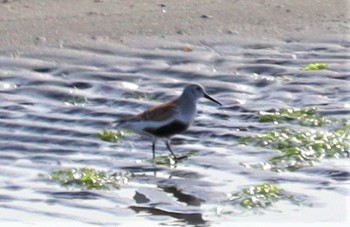 Dunlin 坂井海岸(常滑市) Tue, 5/10/2022