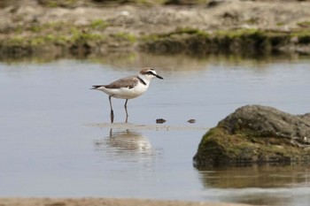 2022年4月7日(木) 奄美大島の野鳥観察記録