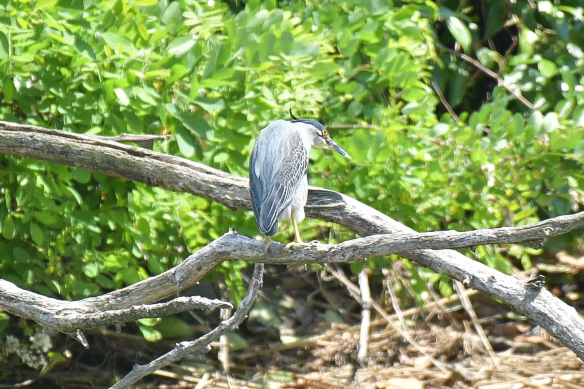 東京港野鳥公園 ササゴイの写真 by オガワミチ