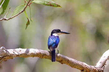 モリショウビン Mount Molloy (Cairns) 2017年10月9日(月)