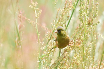 2022年5月10日(火) 東京港野鳥公園の野鳥観察記録