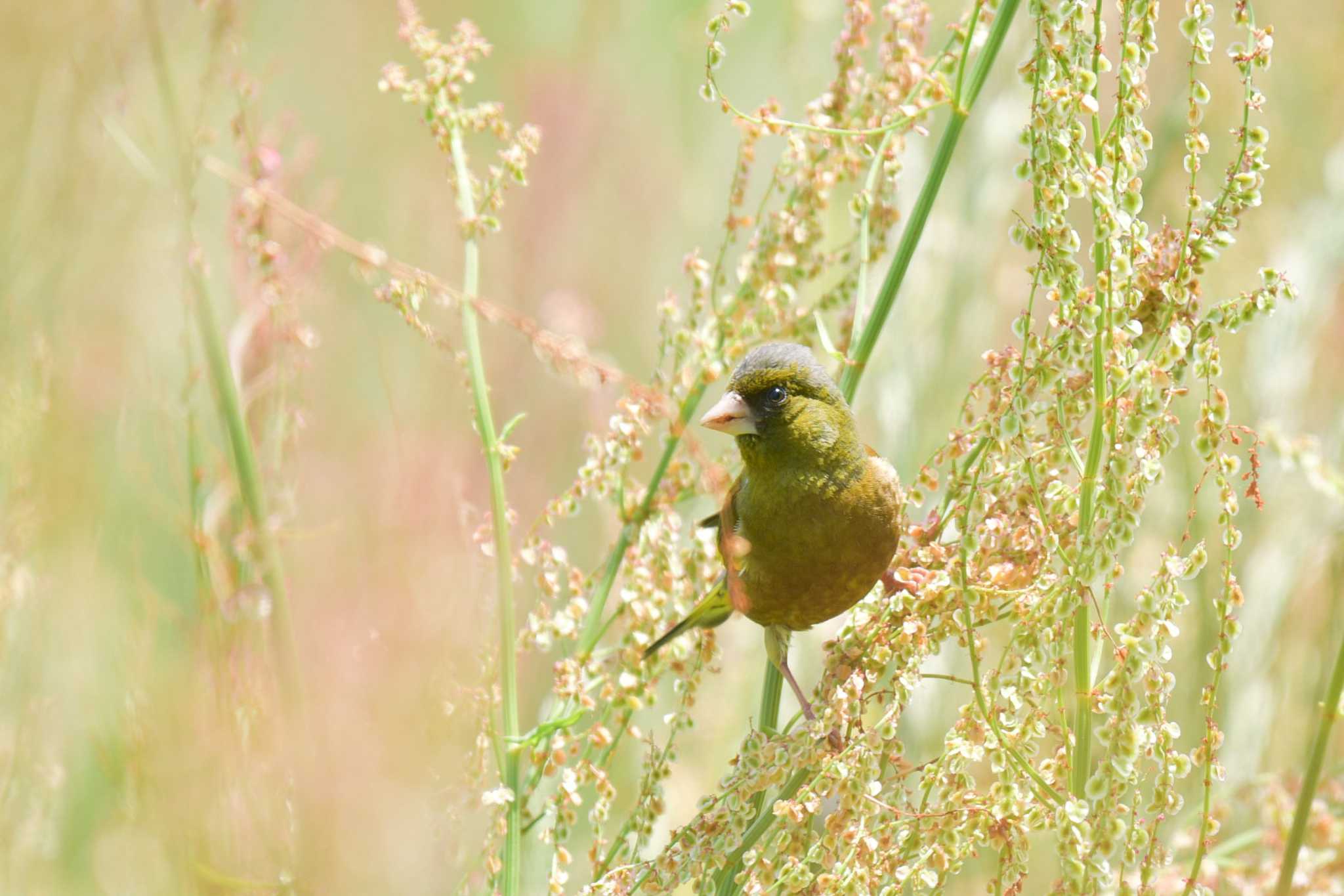 東京港野鳥公園 カワラヒワの写真 by オガワミチ