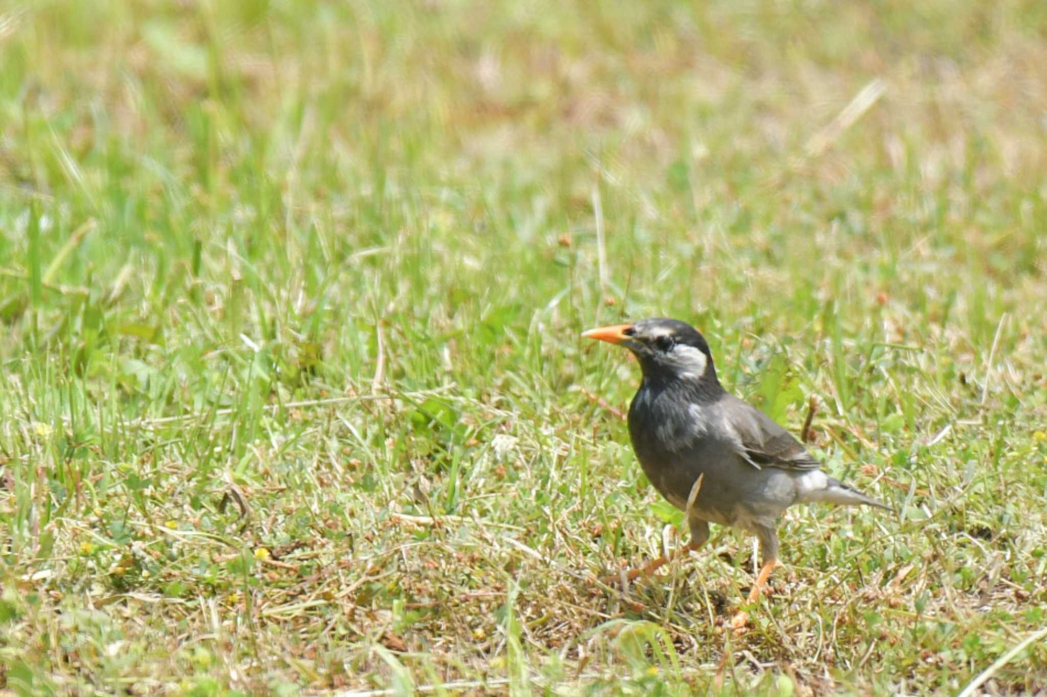 東京港野鳥公園 ムクドリの写真 by オガワミチ