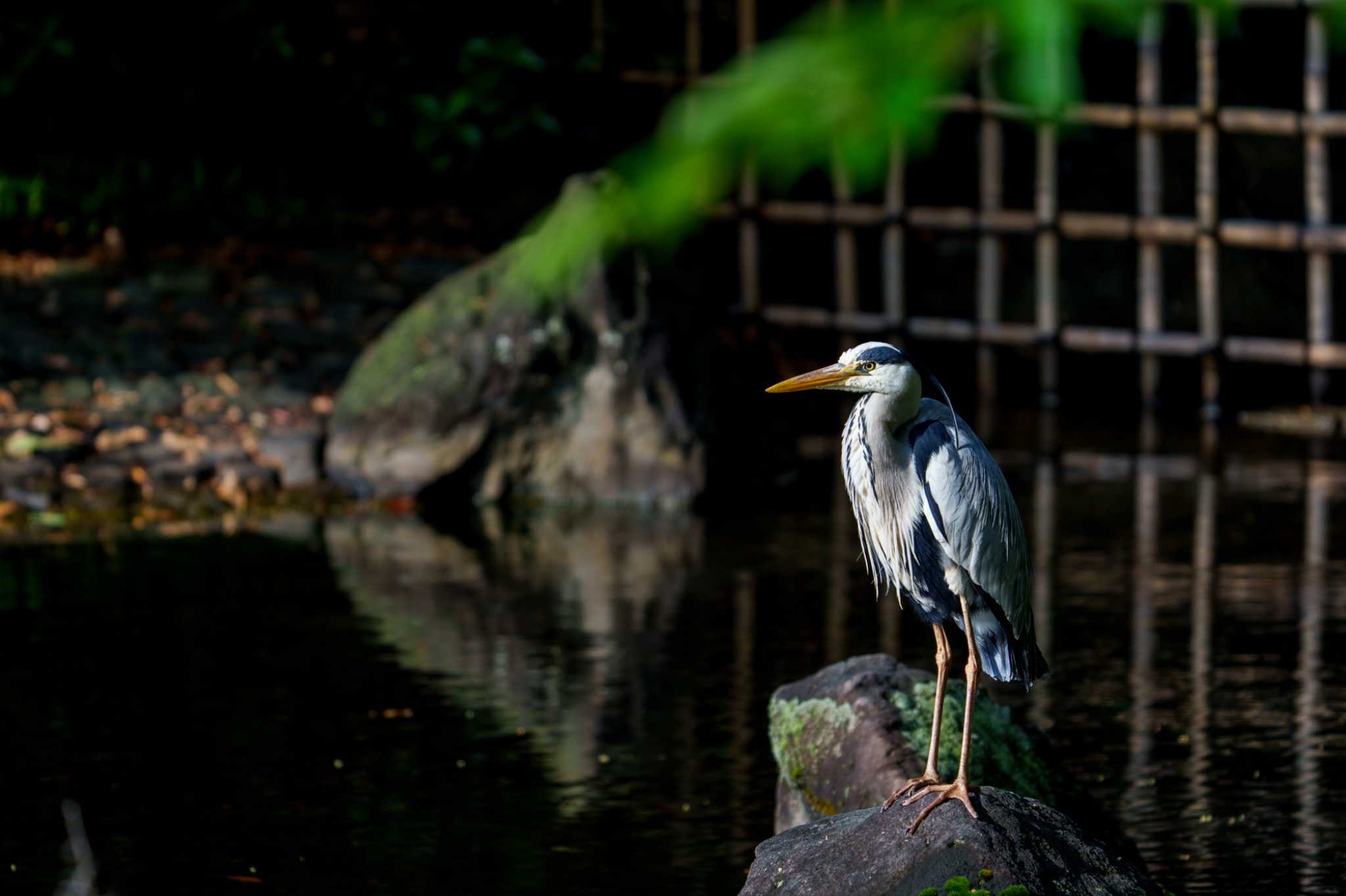 文庫の森 アオサギの写真 by nonta