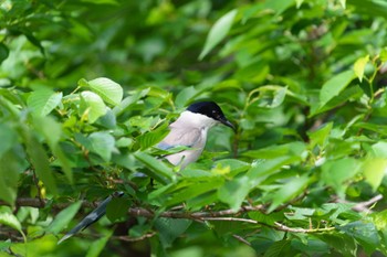 Tue, 5/10/2022 Birding report at 文庫の森