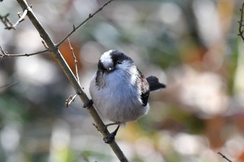 エナガ 秋ヶ瀬公園 2022年2月23日(水)