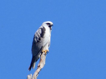 オーストラリアカタグロトビ Central Coast Wetlands, MSW, Australia 2021年11月6日(土)