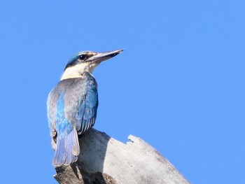 Sacred Kingfisher Central Coast Wetlands, MSW, Australia Sat, 11/6/2021