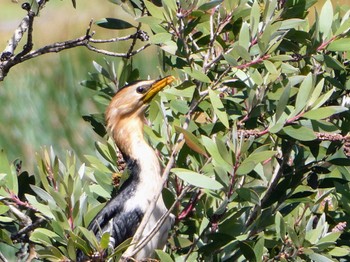 シロハラコビトウ Central Coast Wetlands, MSW, Australia 2021年11月6日(土)