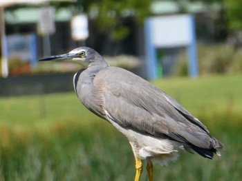 White-faced Heron Central Coast Wetlands, MSW, Australia Sat, 11/6/2021