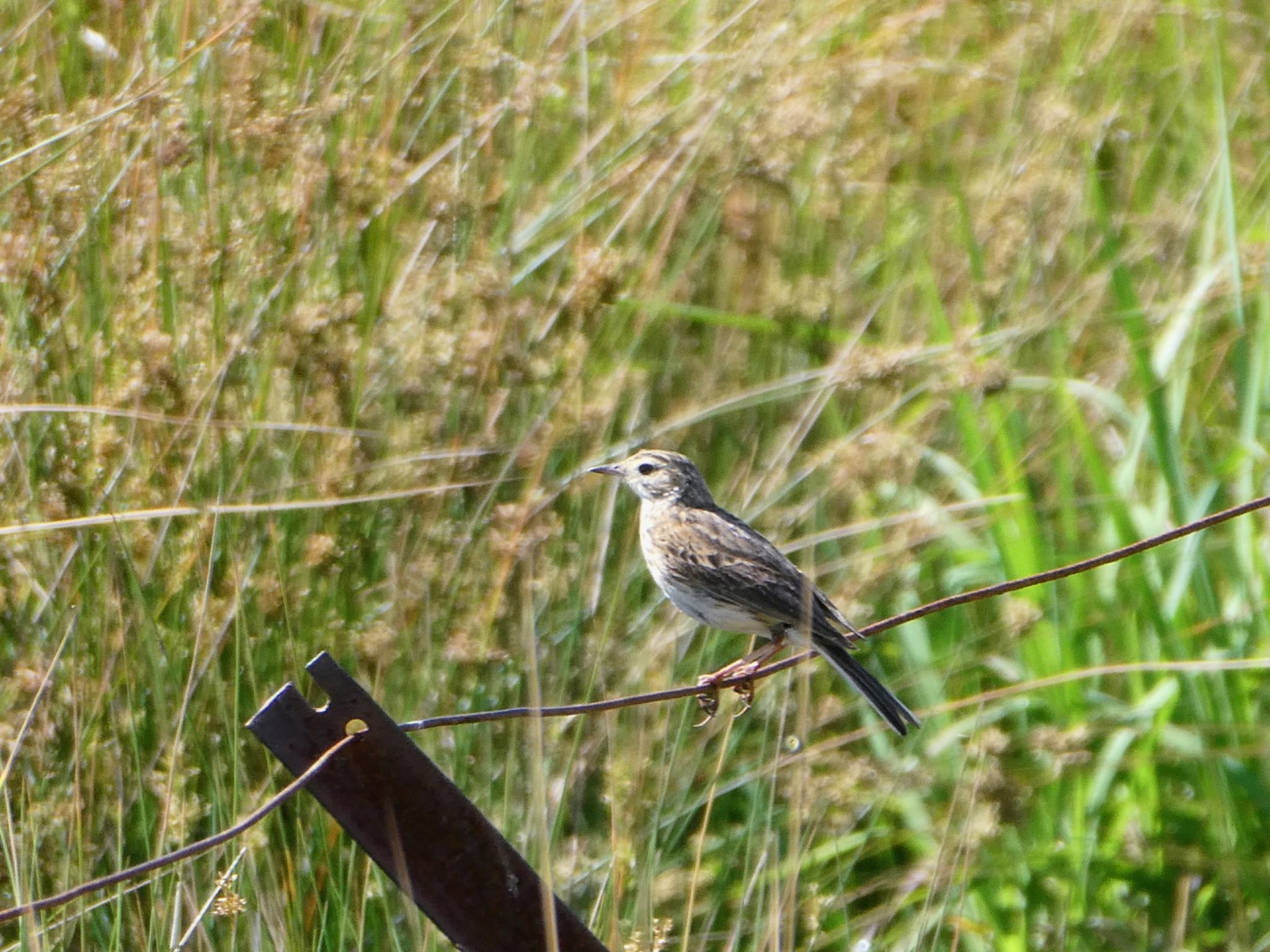 Photo of Australian Pipit at Central Coast Wetlands, MSW, Australia by Maki