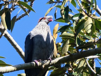 Topknot Pigeon