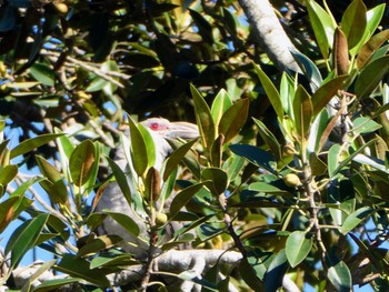 Channel-billed Cuckoo Central Coast Wetlands, MSW, Australia Sat, 11/6/2021