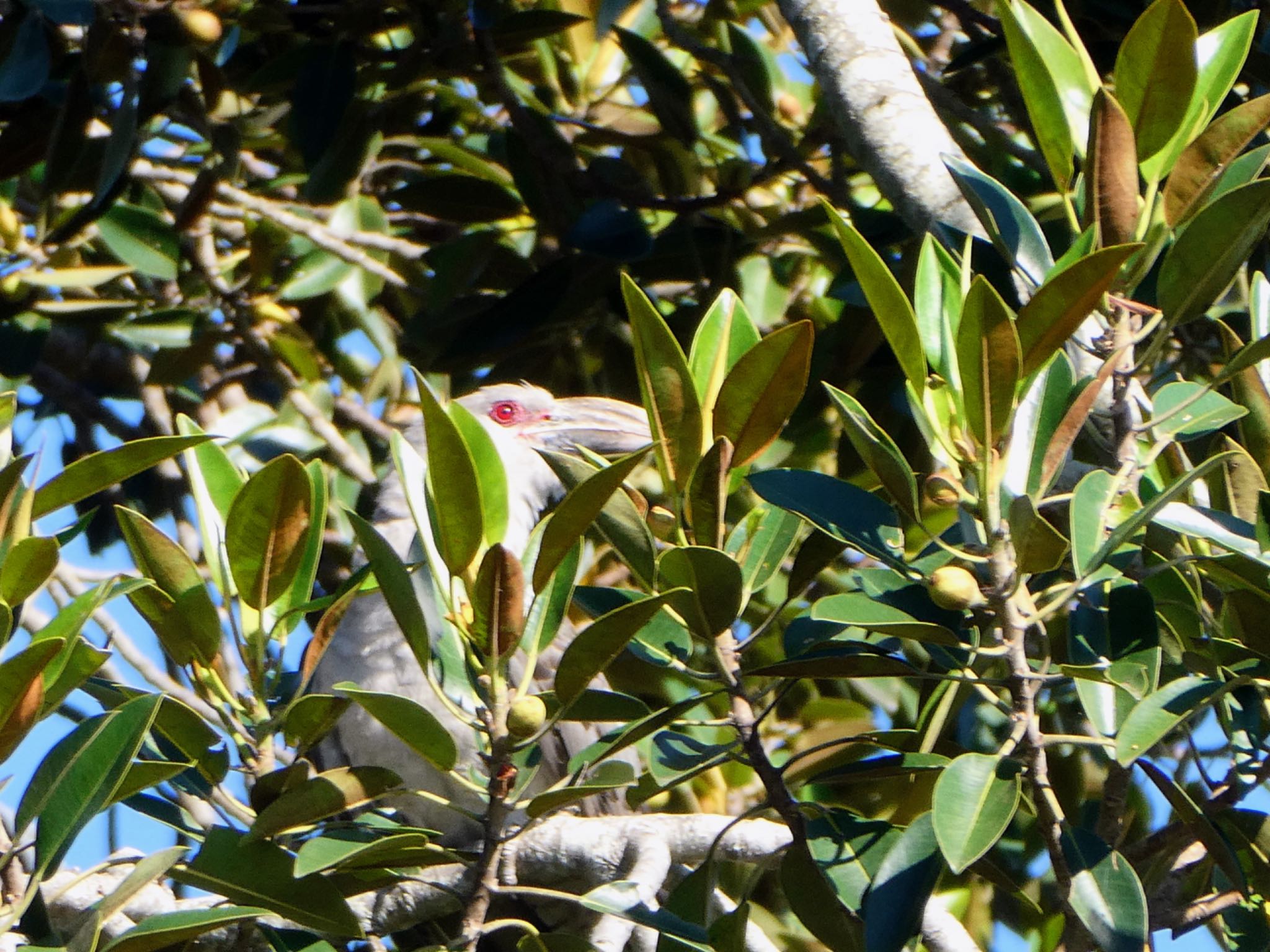 Central Coast Wetlands, MSW, Australia オオオニカッコウの写真 by Maki