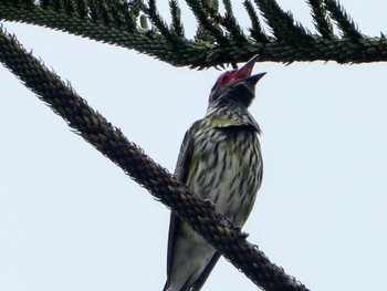 Australasian Figbird Picnic Point, The Entrance, NSW, Australia Sat, 10/30/2021