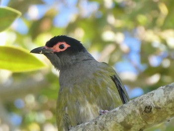 メガネコウライウグイス Central Coast Wetlands, NSW, Australia 2021年11月6日(土)