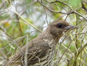 Australasian Figbird Magenta, NSW, Australua Sat, 10/30/2021