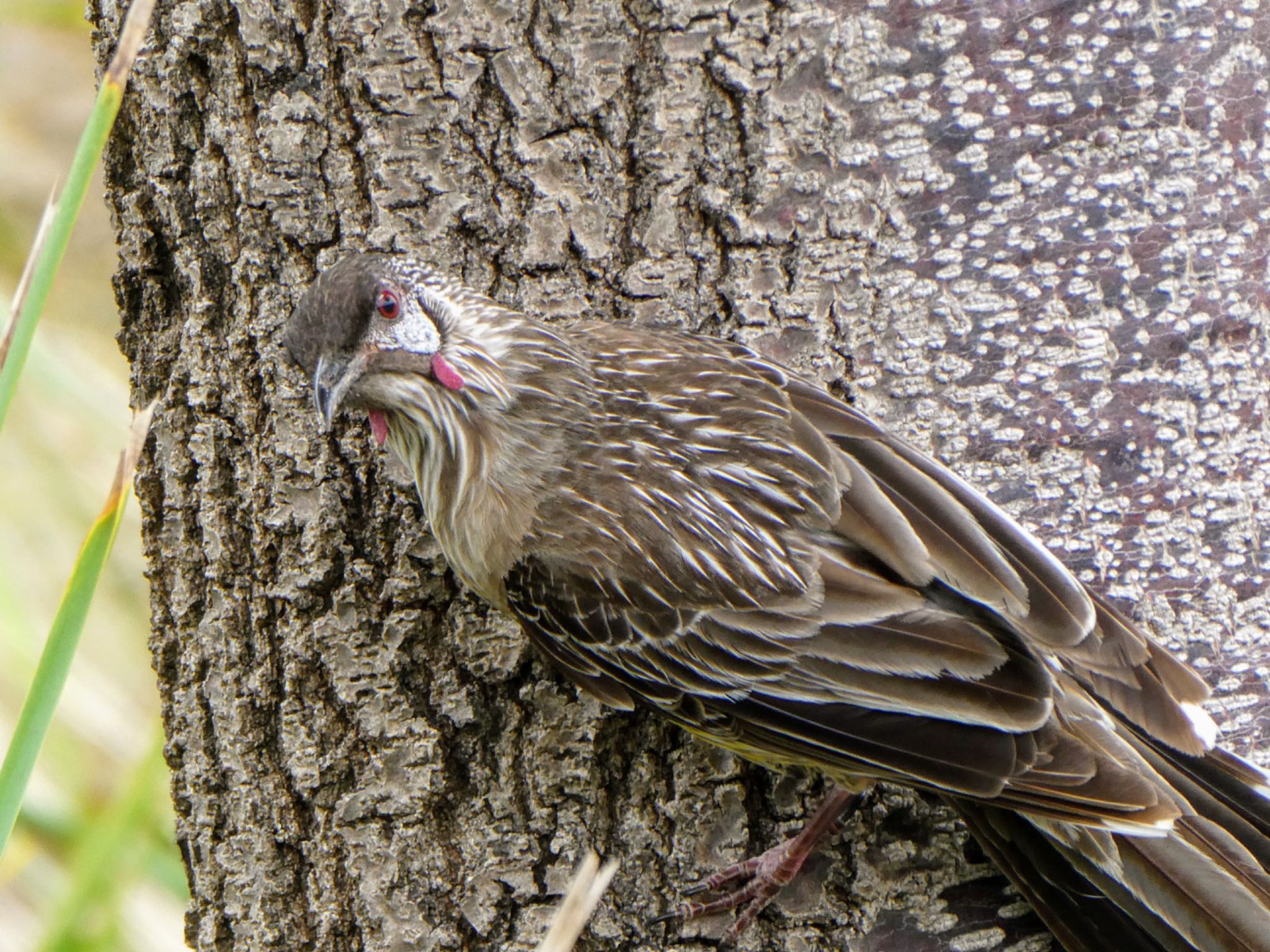 Photo of Red Wattlebird at Magenta, NSW, Australia by Maki