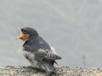 Welcome Swallow Picnic Point, The Entrance, NSW, Australia Sat, 10/30/2021