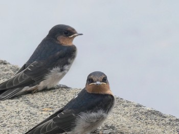 Welcome Swallow Picnic Point, The Entrance, NSW, Australia Sat, 10/30/2021