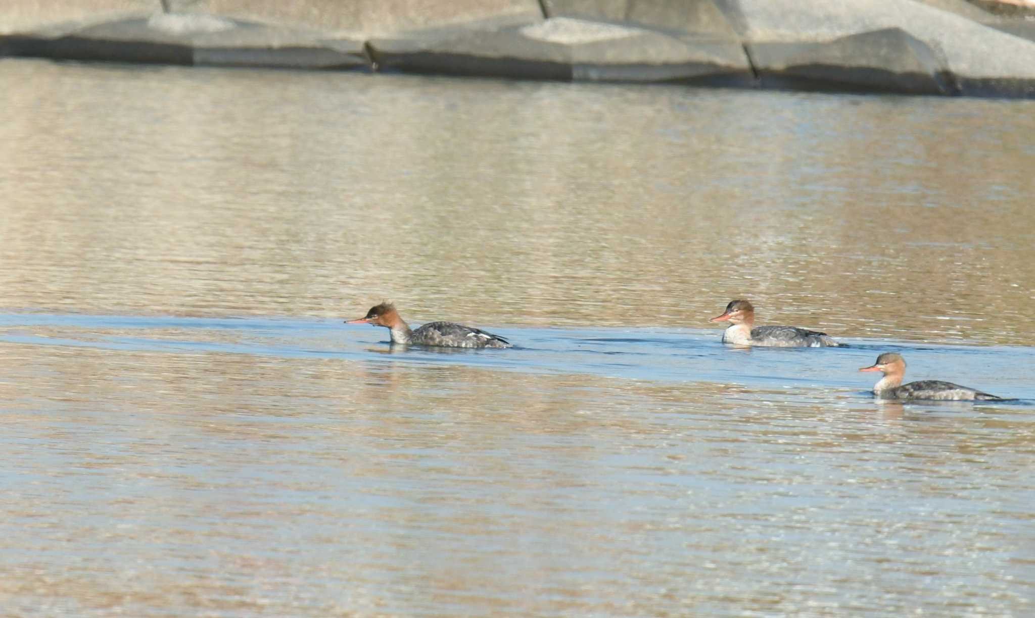 Red-breasted Merganser