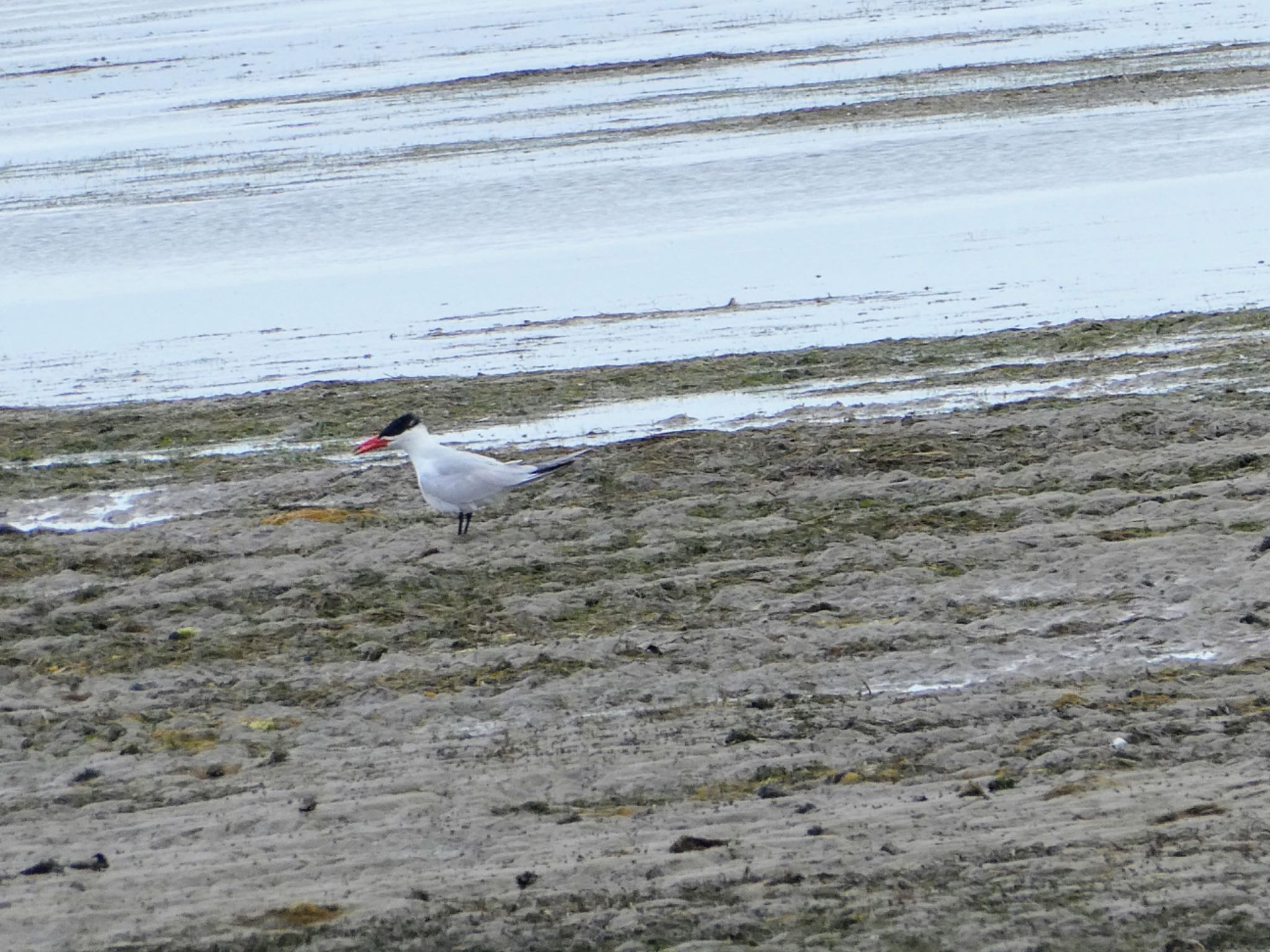 Photo of Caspian Tern at Picnic Point, The Entrance, NSW, Australia by Maki