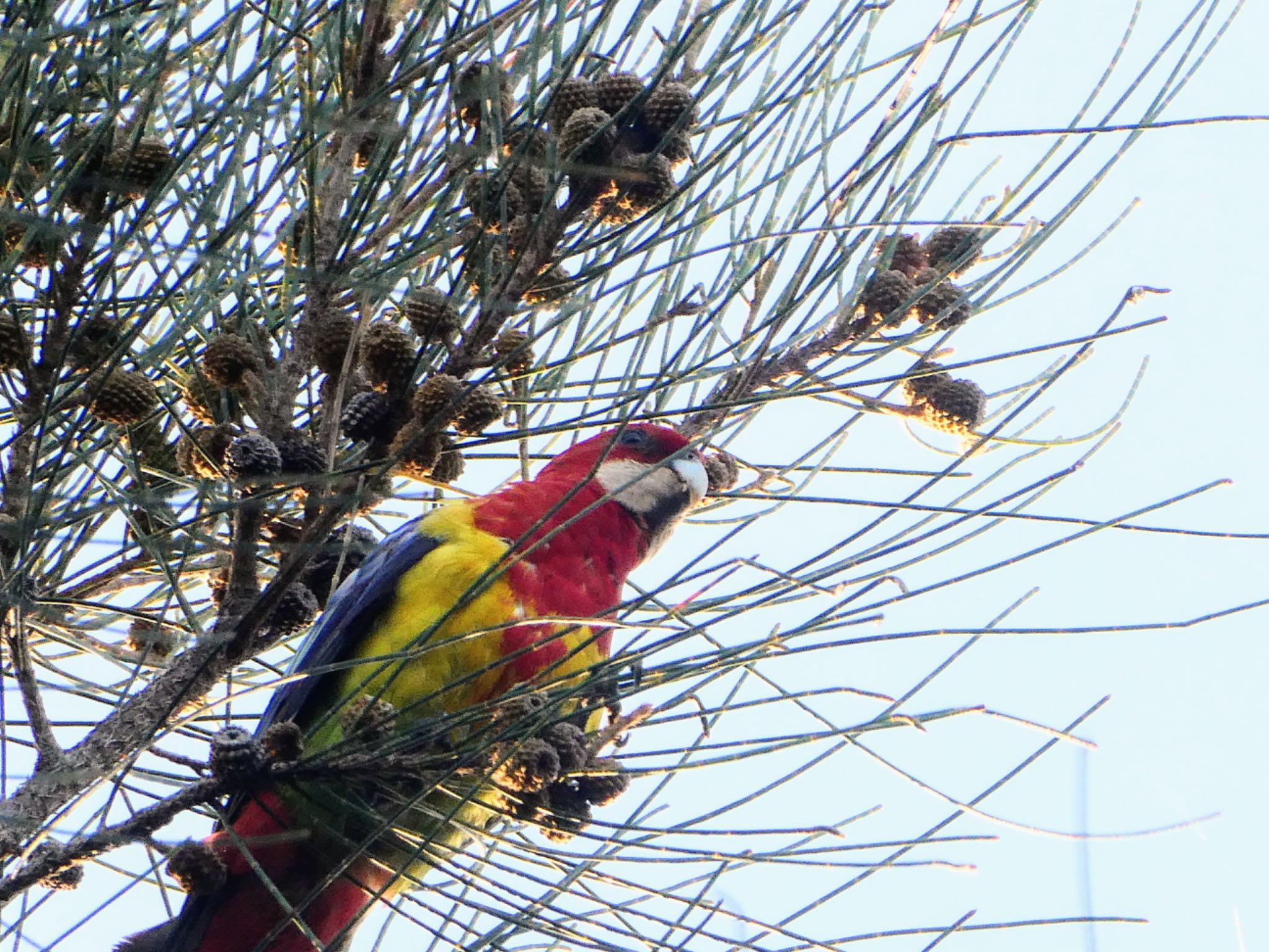 Photo of Eastern Rosella at Picnic Point, The Entrance, NSW, Australia by Maki