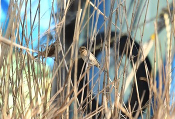 2017年12月10日(日) 江戸川放水路の野鳥観察記録