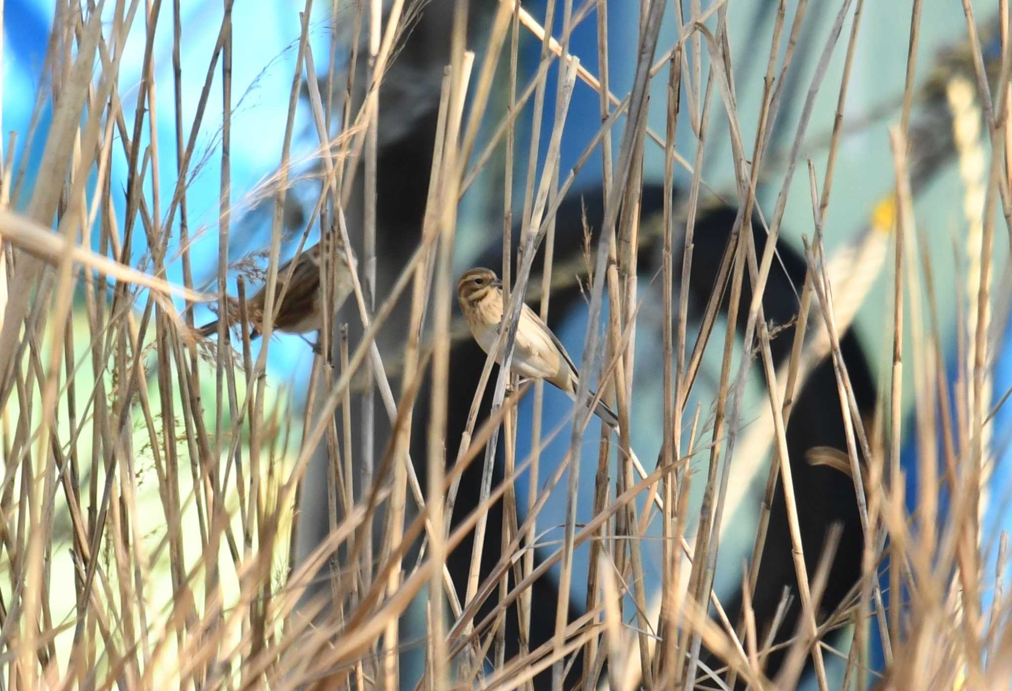 Common Reed Bunting