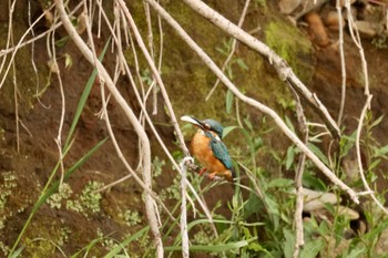 Common Kingfisher 川崎 Wed, 5/11/2022