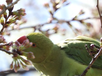 ワカケホンセイインコ 善福寺公園 2022年3月24日(木)