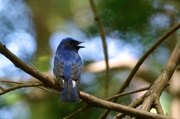 オオルリ 海上の森 2022年5月8日(日)