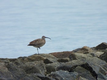 2022年5月10日(火) 安濃川河口の野鳥観察記録