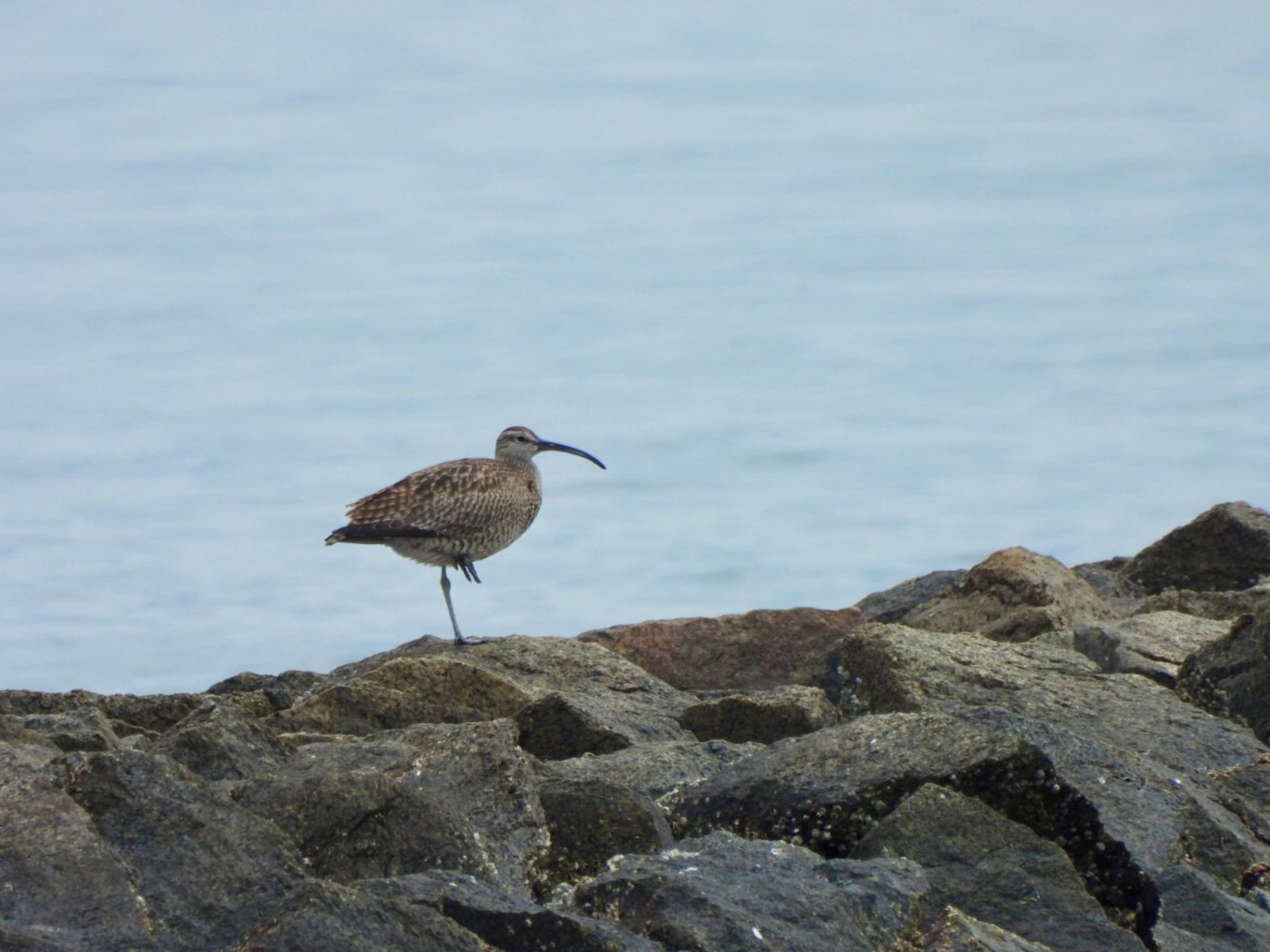 Photo of Eurasian Whimbrel at 安濃川河口 by カモちゃん