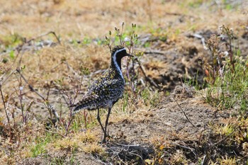 Pacific Golden Plover 新潟市 Wed, 5/11/2022