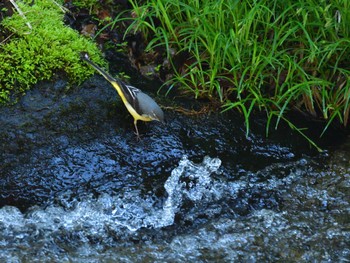 Grey Wagtail 尚仁沢湧水 Tue, 5/3/2022