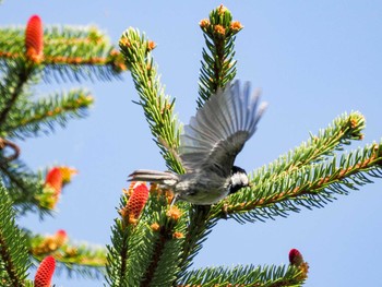 2022年5月11日(水) 福井緑地(札幌市西区)の野鳥観察記録