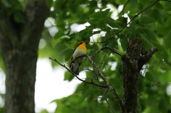 2022年5月11日(水) 雲南市の野鳥観察記録