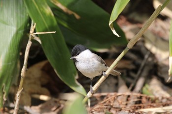 2022年5月11日(水) 手稲山口の野鳥観察記録