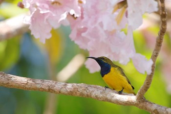 Ornate Sunbird Mount Molloy (Cairns) Mon, 10/9/2017