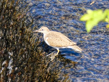 Common Sandpiper 自宅 Wed, 5/11/2022